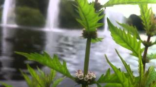 Gipsywort Lycopus Europaeus  European Bugleweed  20120714 [upl. by Slocum528]