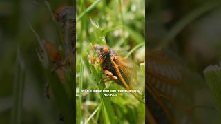 Cicada The Loudest Insect on Earth – Discover the Noisy World of Cicadas [upl. by Gluck]