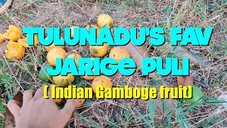 Tulunadus fav Jarige Puli Indian Gamboge fruit SHUTTERBOXFILMS [upl. by Pathe389]