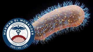 MEET the Most Studied Bacteria in Periodontology [upl. by Hamnet411]