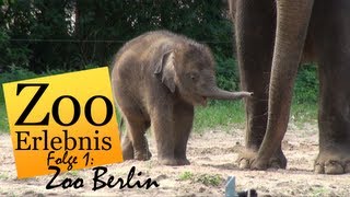 Zoo Berlin  Zoo Erlebnis 1 [upl. by Eloccin]