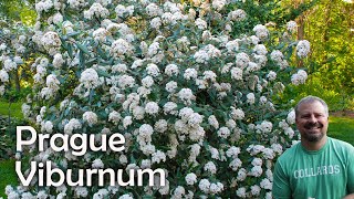 Viburnum x pragense  Prague Viburnum [upl. by Aeslehc330]