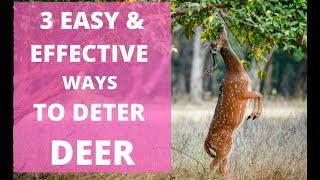 3 Cheap Easy and Effective Ways to Keep Deer Off  BEST WAYS TO DETER DEER [upl. by Etiragram]