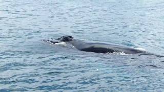 Whale Watching Holmavik  Iceland Whale Watching Westfjords [upl. by Ilecara664]