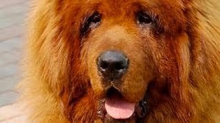 Red Tibetan Mastiff  The Most Expensive Dog In The World [upl. by Blunt349]