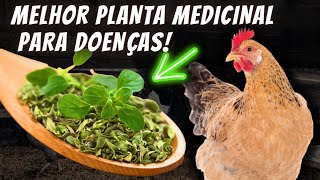 MELHOR PLANTA MEDICINAL PARA TER GALINHA SAUDÁVEL E FORTE COMPROVADO [upl. by Hite]