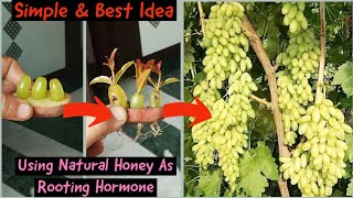 Unique IdeaGrowing Grapes By Using Natural Honey As Rooting AgentGrowing Grapes At HomeGrape Tree [upl. by Cherise]