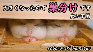 【ハムスター🐹かわいい】大きくなったので２家族を巣分けして合流します！《女の子編》【ロボロフスキー】 hamster roborovski 햄스터 baby 多頭飼い [upl. by Ewart]