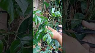 Rhaphidophora tetrasperma propagation houseplant diy gardenhacks handmade terracottapots fyp [upl. by Alacim]