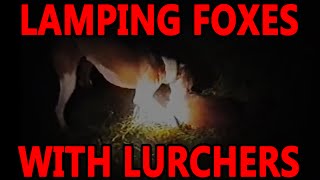 Lamping Foxes With Lurchers  Working Lurchers [upl. by Ury]