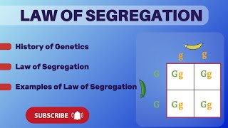 Law of segregation  Mendels law of segregaion  Genetics [upl. by Corsetti]