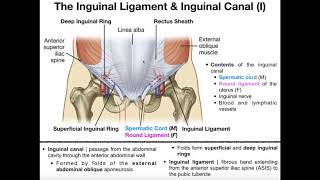 Anatomy  The Inguinal Ligament amp Inguinal Canal [upl. by Juanne]