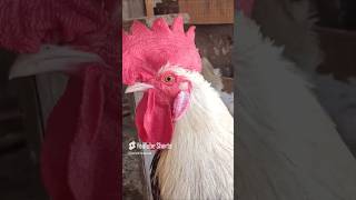 Adorable Rooster Crowing Sounds  Amazing Rooster Crowing Loudly  shorts🐓💕 [upl. by Einahpehs]