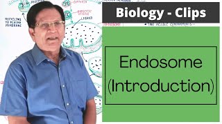 Endosomes  Introduction  Biology Clips [upl. by Kenaz568]