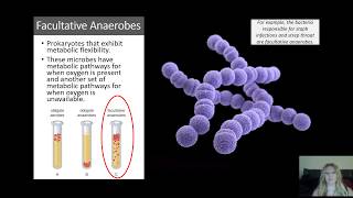 Microbial Metabolism  Fermentation Aerobic and Anaerobic Cellular Respiration [upl. by Enirol]