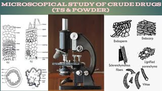 Microscopical and Powder Microscopical Study of Crude Drugs microscopicstudyofcruddrugs [upl. by Seen712]