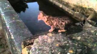 Bengal cat catching fish  Jumping into water [upl. by Golub]