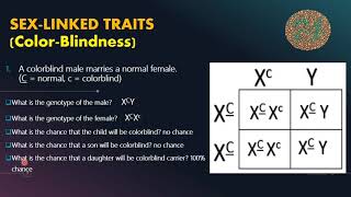 SexLinked Traits ColorBlindness with Punnett Square [upl. by Modeste]