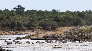 Zebra River Crossing in the Mara River Kenya  Timeless Africa Safaris [upl. by Godderd]