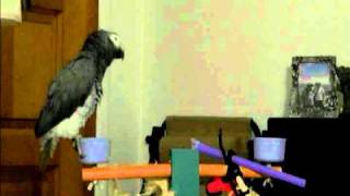 Charlie the African Grey Timneh Clips [upl. by Anuahc]