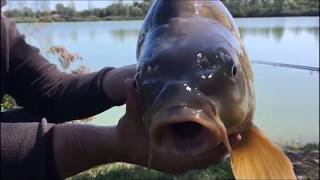 cattura al lago Oasi le Ghiaie carpfishing  Team tiger [upl. by Roxie]