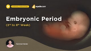 Embryonic Period  3rd to 8th week  Medical Embryology Lecture  Fetus Development [upl. by Adnoral]