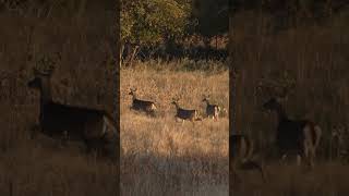 Bobcat stalks 3 whitetail deer deer deerhunting [upl. by Yelloh53]