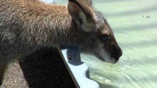 Rednecked Wallaby and Eastern Grey Kangaroo drinking [upl. by Sell]