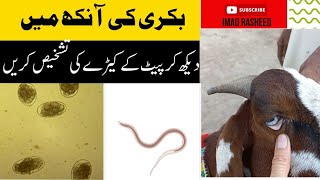 Diagnosis and treatment of heamonchus in goats I بکری میں ہیموکس کی تشخیص اور علاج [upl. by Modeerf]