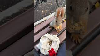 Girl Helped Squirrel😍 [upl. by Sivraj]