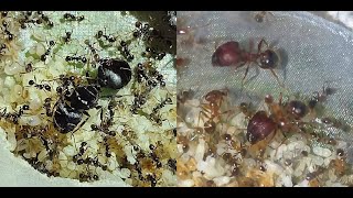 My Trimorphic Pheidole Colonies  Pheidole with supermajors P rhea P obtusospinosa [upl. by Henning]