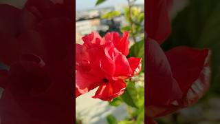 Todays blooming in my terrace garden [upl. by Queenie]