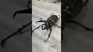 超漂亮 南洋大兜蟲Chalcosoma atlas？Nature Club [upl. by Dugas]