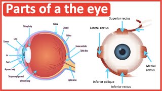 Eye anatomy amp function 👀  Easy science lesson [upl. by Elleneg457]