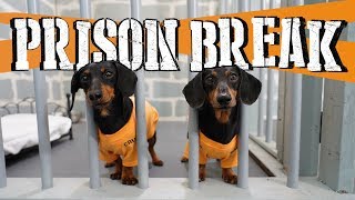 Ep 8 WIENER DOG PRISON BREAK  Funny Dogs Escaping Jail [upl. by Aissela]