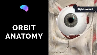 Anatomy of the Orbit and Extraocular Muscles including movement of the eyes  Eye Anatomy [upl. by Htebirol]