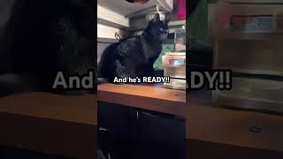 STAPPED CATS youtubeshorts cats 2ndamendment comedy viral [upl. by Doretta263]