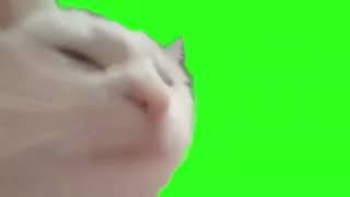 10Hours Cat Vibing with music Green Screen [upl. by Nynahs]