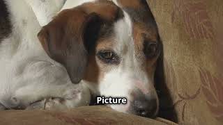 Lets Look at Beagles  The Funniest Dog Breed [upl. by Nesta491]