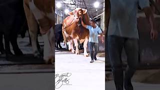 Gigantic red Holstein Friesian bull exhibits his power while exiting the barn at Brownies Ranch [upl. by Hazem]