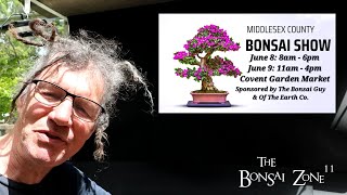 My Trees for the London Bonsai Show The Bonsai Zone June 2024 [upl. by Llevol]