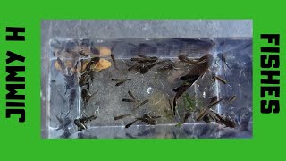 Moving my synodontis petricola and CPDs [upl. by Jenesia]