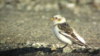 野鳥撮影・ 野鳥動画・ユキホオジロ♂ 13 Snow Bunting [upl. by Ahsei]