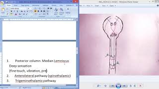 Somatic Sensory Pathways [upl. by Nagam158]