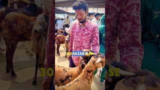 Bakra Mandi Vlog 2024👀😱 animals goat shorts [upl. by Rutherfurd]