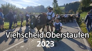 Viehscheid Oberstaufen 2023  Alpabtrieb im Allgäu [upl. by Yecaw]