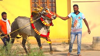 Furious Jallikattu bull decoration Play boy Thookudurai Bail pola Hallikar Stud bull [upl. by Orton673]