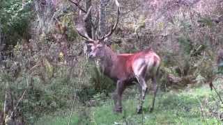 Deer Mating Val di Pejo  Il bramito del cervo nel Parco Nazionale dello Stelvio [upl. by Yrahk85]