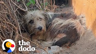 Abandoned Dog Learns To Trust Again After Making A Special Friend  The Dodo [upl. by Keven]