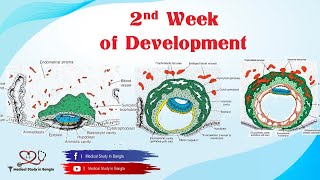 Second Week Of Development in bangla  General Embryology [upl. by Tarton147]